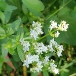 Galium rubioides 花