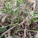 Cyperus niveus Φύλλο