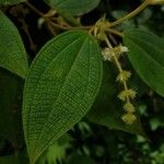 Miconia dependens Feuille