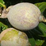 Genipa americana Frucht