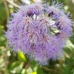 Ageratum houstonianumЦветок