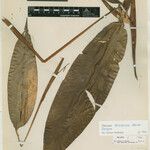 Heliconia tenebrosa Hoja