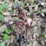 Orobanche hederaeBlomst