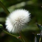 Sonchus oleraceus Frucht