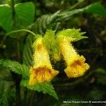 Gasteranthus wendlandianus Flower