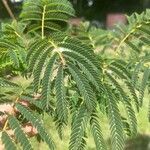 Albizia julibrissin Лист