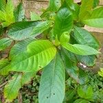 Luculia gratissima Leaf