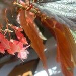 Begonia maculata Bloem