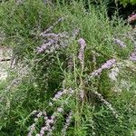 Buddleja alternifolia Hábito