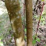 Viburnum rigidum Bark