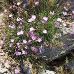 Dianthus pungens Habitus