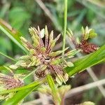 Cyperus eragrostisVrucht