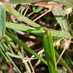 Cenchrus biflorus Leaf