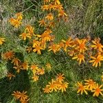 Arnica montanaFlower