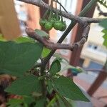 Solanum villosum Fruit