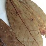 Dacryodes nitens Leaf