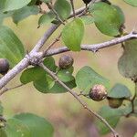 Ziziphus mucronata ഇല