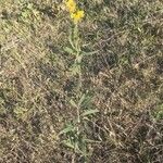 Solidago chilensis Feuille