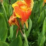 Canna × hybridaCvet