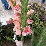 Gladiolus communis Квітка