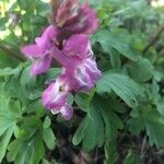 Corydalis cavaKvět