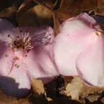 Camellia rosiflora