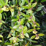 Berberis julianae 花