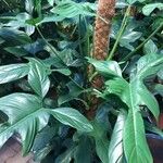 Philodendron hastatum Hoja