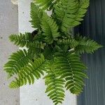 Dryopteris atrata Листок