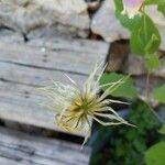Clematis viorna Blomst