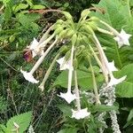 Nicotiana sylvestris花