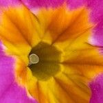 Primula vulgaris 花