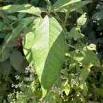 Crotalaria trichotoma 叶