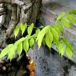 Wisteria floribunda ഇല