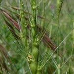 Aegilops triuncialis 花