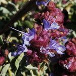 Salvia dorrii Flower