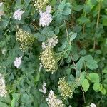 Spiraea chamaedryfolia Altro