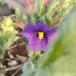 Solanum herculeum Flower