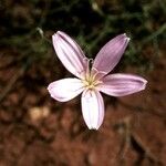 Lygodesmia grandiflora Flor