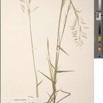 Digitaria redheadii Other