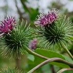 Arctium lappaBlomma