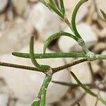 Spergularia diandra Hoja