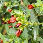 Hypericum patulum Virág