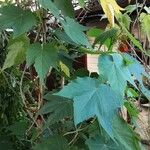 Sparrmannia africana Leaf