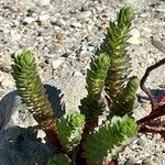 Euphorbia paralias 形態