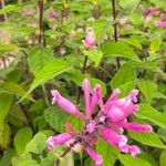 Salvia involucrata Lorea