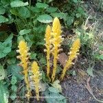 Orobanche flava Flower