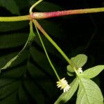 Alternanthera lanceolata Fuelha