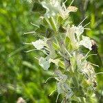 Salvia austriaca Цвят