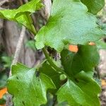 Senecio angulatus Hoja